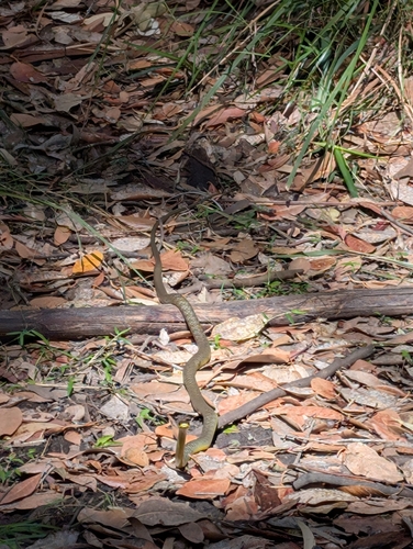 Common Tree Snake sighting