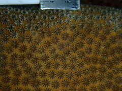 Stephanocoenia intersepta