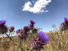 Cynara syriaca