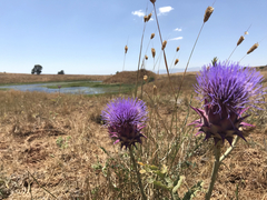 Cynara syriaca