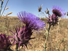Cynara syriaca