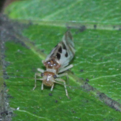 Stenopsocidae