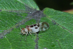 Stenopsocidae