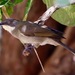 Atimastillas flavicollis flavigula - Photo (c) Bird Explorers, μερικά δικαιώματα διατηρούνται (CC BY-NC), uploaded by Bird Explorers