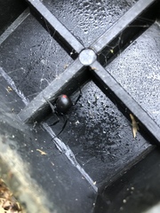 Latrodectus variolus