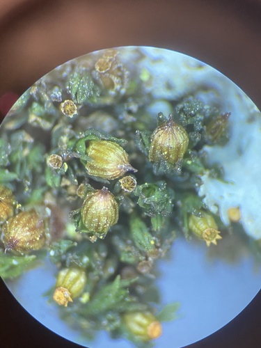 Orthotrichum flowersii
