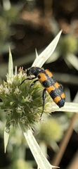 Trichodes leucopsideus