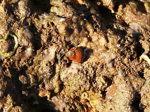 Euchelus atratus observed 2024-09-06