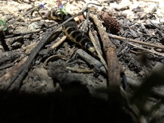 Zarhipis integripennis