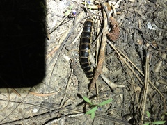 Zarhipis integripennis