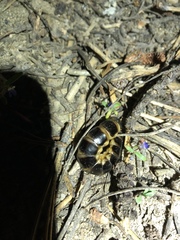 Zarhipis integripennis