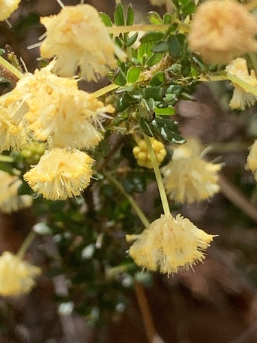 Image of Acacia browniana by (c) Mark Cliff, some rights reserved (CC BY)