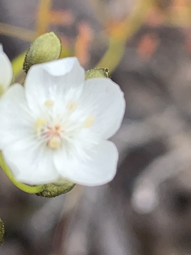 Image of Drosera pallida by (c) Mark Cliff, some rights reserved (CC BY)
