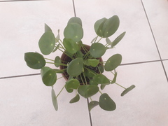 Pilea peperomioides