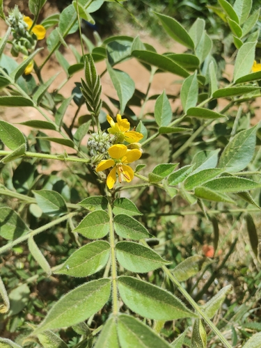 Senna hirsuta iNat (1)