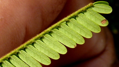 Stryphnodendron pulcherrimum