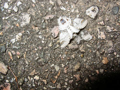 Furcula scolopendrina