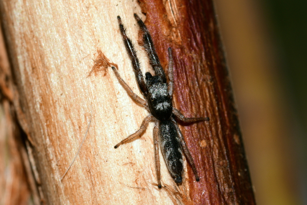 Marpissa robusta