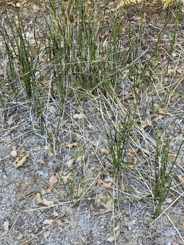 iNaturalist observation photo of Hippochaete