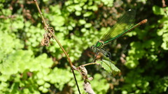 Calopteryx xanthostoma
