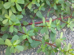 Portulaca oleracea