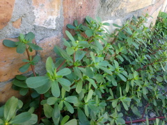 Portulaca oleracea