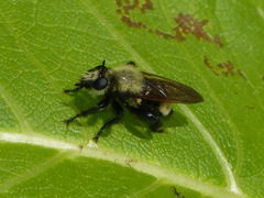 Laphria posticata