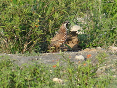 Colinus nigrogularis
