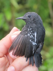 White-Flanked Antwren photo 4