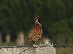 Colinus nigrogularis