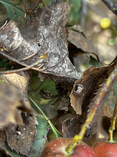 Carrhotus xanthogramma