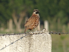Colinus nigrogularis