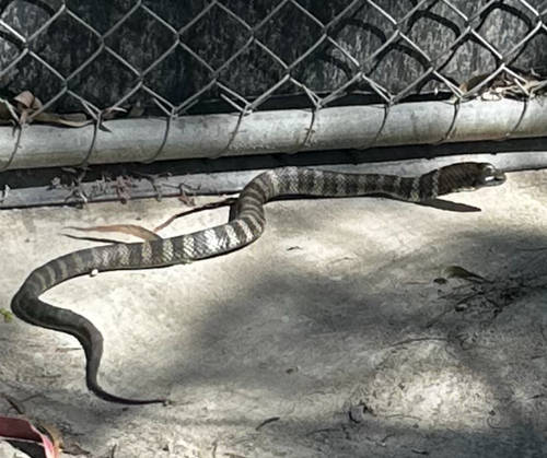 Tiger Snake sighting