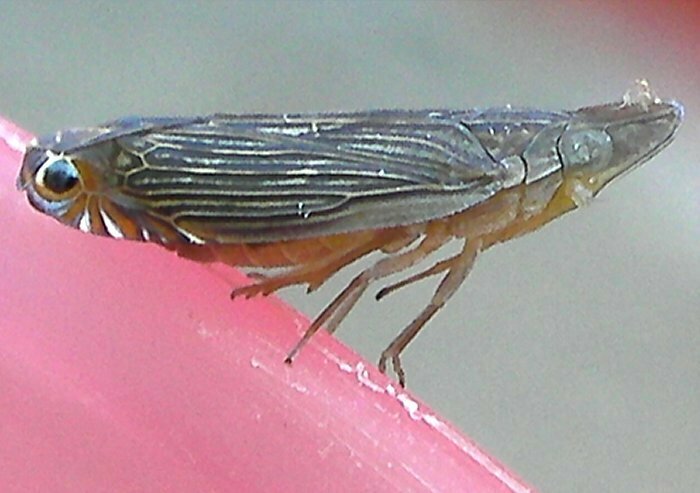 Kardopocephalus
