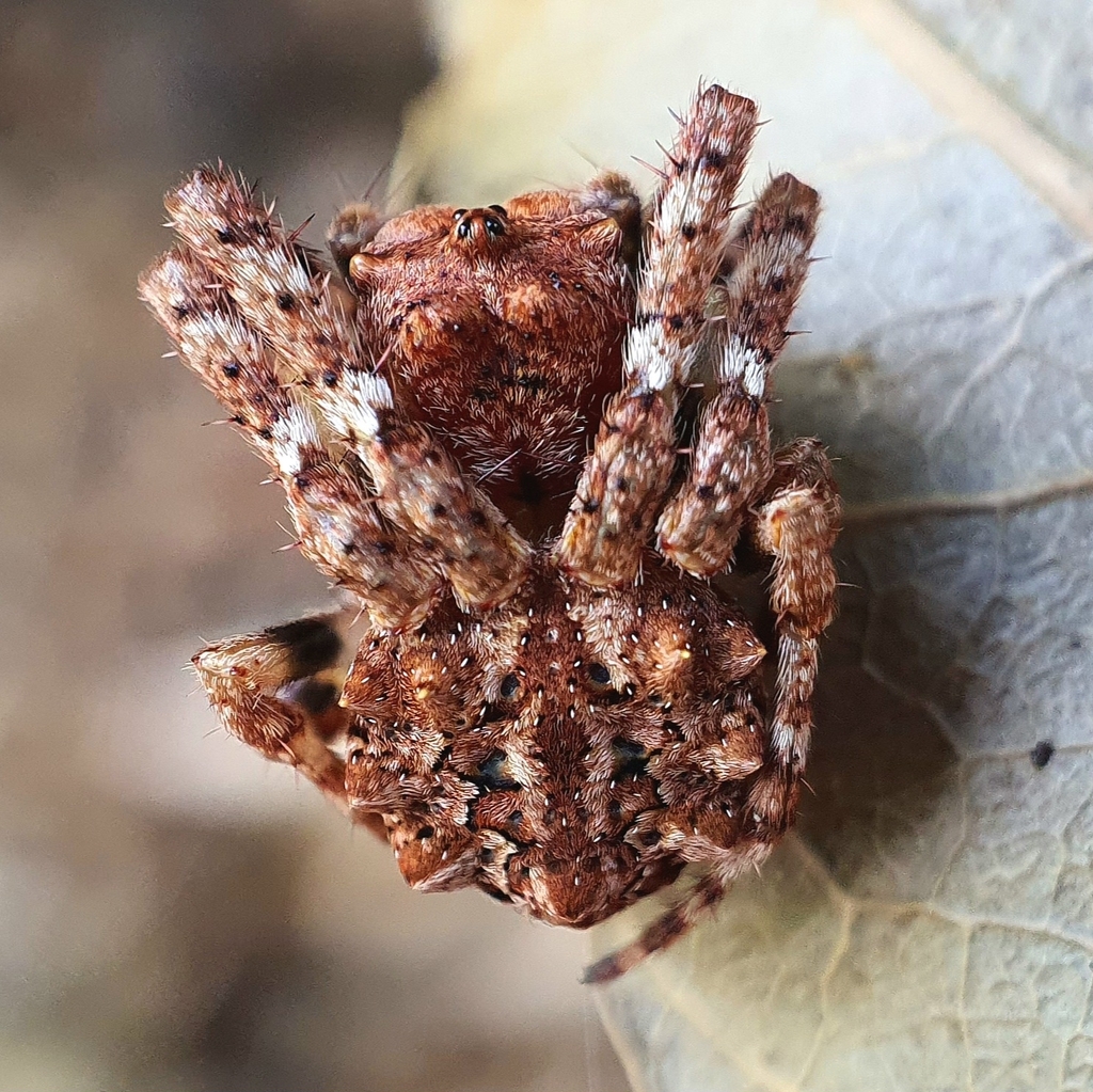 Carepalxis bilobata