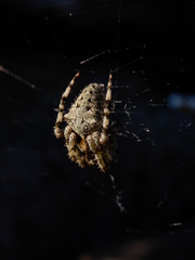 Araneus circe
