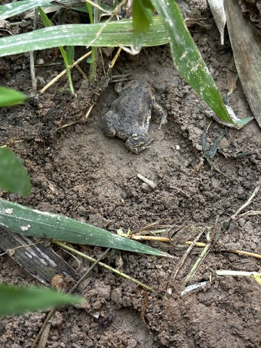 Boreal Digging Frog