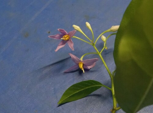 Solanum viride observed 2024-09-27