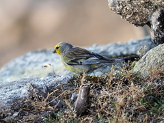 Corsican Finch photo 3