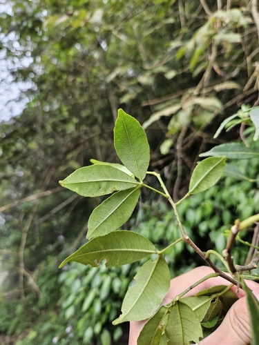 Image of Zanthoxylum asiaticum by (c) Yu-Chang Chen, some rights reserved (CC BY)
