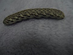 Proserpinus proserpina