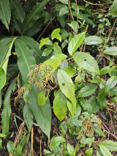 Image of Maesa japonica by (c) Yu-Chang Chen, some rights reserved (CC BY)