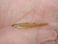 Etheostoma chlorosoma