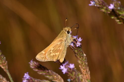 Field Skipper photo 4
