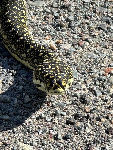 Diamond Python sighting