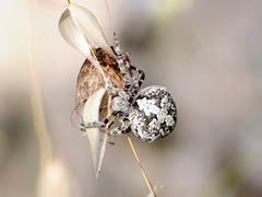Araneus circe
