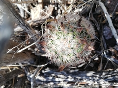 Escobaria chihuahuensis