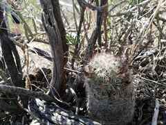 Escobaria chihuahuensis