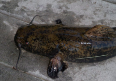 Pylodictis olivaris
