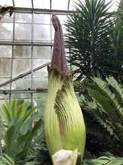 Amorphophallus titanum